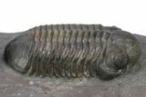 Pair Of Large Struveaspis Trilobite - Jorf, Morocco #235697-5